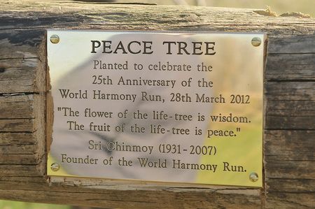 peace-tree peace-tree